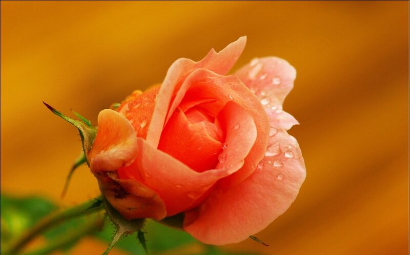Pink Rose with Water Droplets — Orange