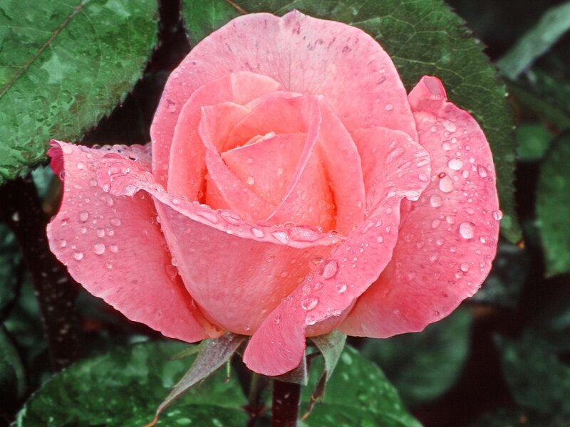 Pink Rose with Water Droplets — Photograph, Leaves