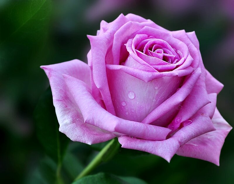 Pink Rose with Water Droplets — Purple, Serene