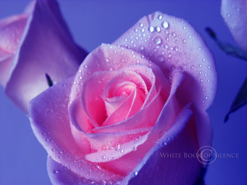 Pink Rose with Water Droplets — Purple