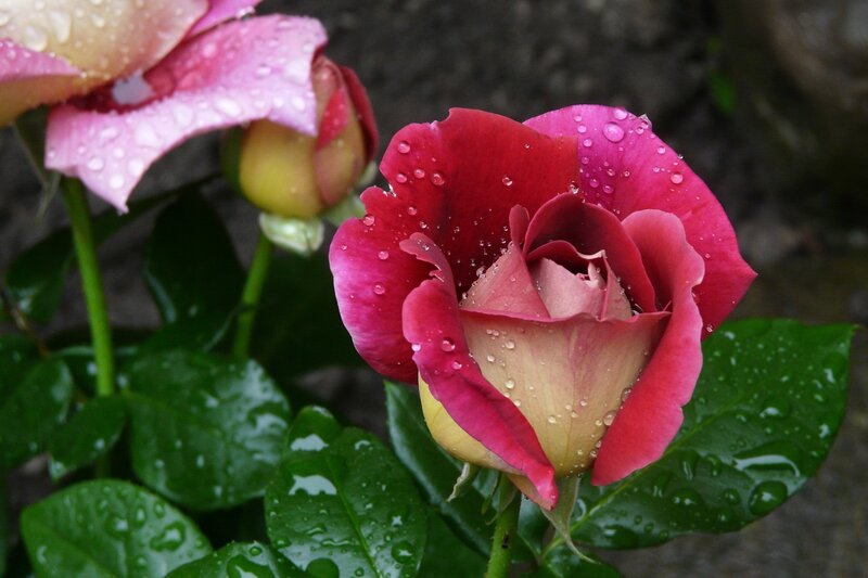 Pink Rose with Water Droplets — Red, Calm