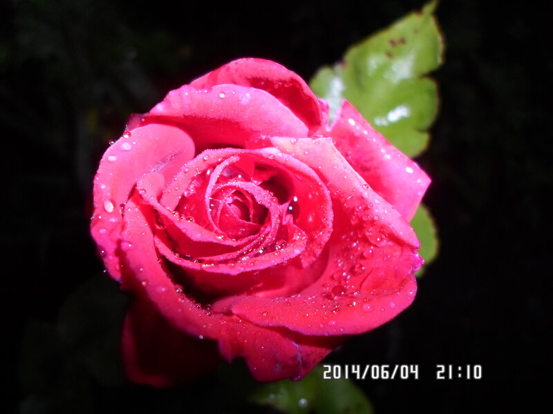 Pink Rose with Water Droplets — Red, Dramatic