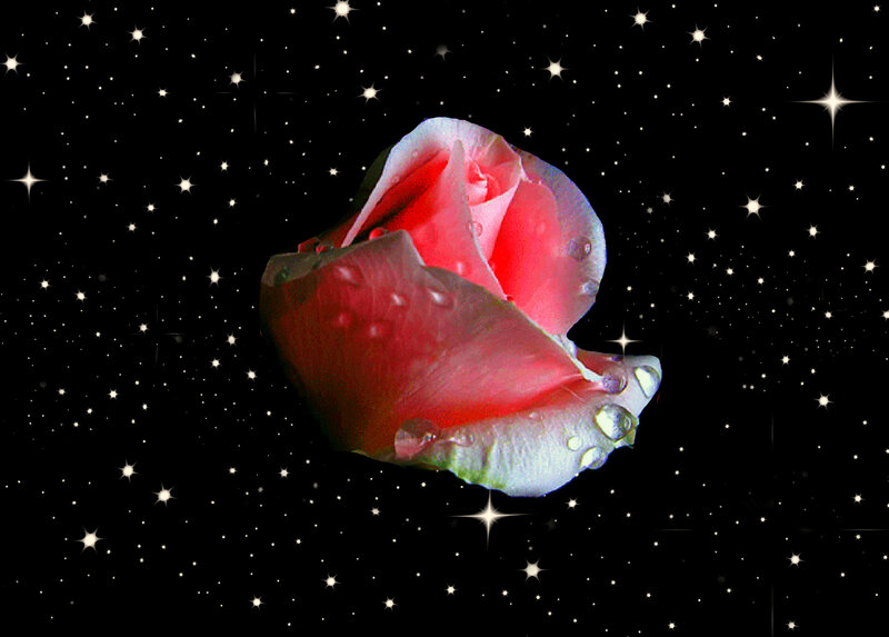 Pink Rose with Water Droplets — Red