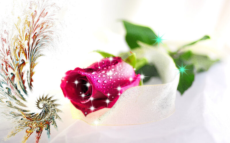 Pink Rose with Water Droplets — Romantic