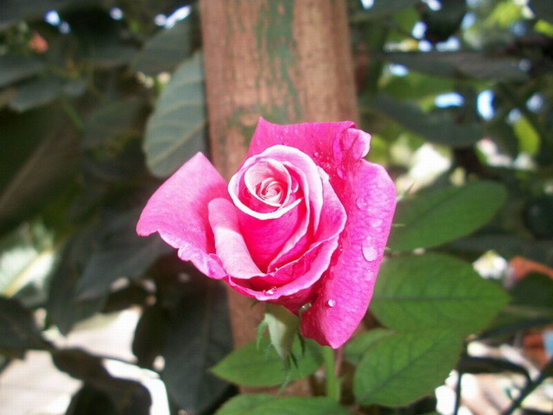 Pink Rose with Water Droplets — Serene, Afternoon, Photograph, Green Leaves, Wooden Post