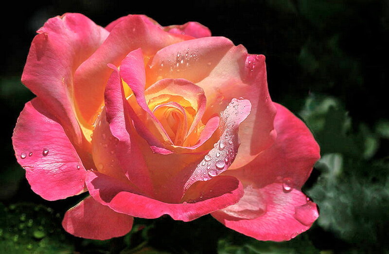 Pink Rose with Water Droplets — Serene, Afternoon, Photograph