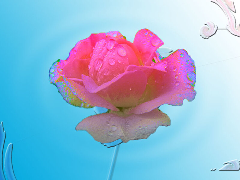 Pink Rose with Water Droplets — Serene, Digital Art