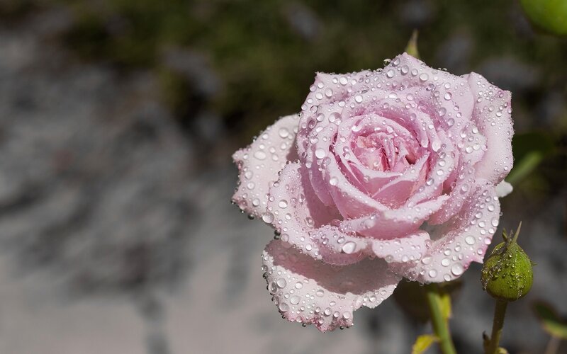Pink Rose with Water Droplets — Serene, Morning, Photograph, Bud, Leaf, Stem