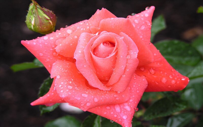 Pink Rose with Water Droplets — Serene, Morning, Photograph, Bud, Leaves