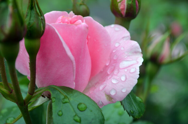 Pink Rose with Water Droplets — Serene, Morning, Photograph, Buds