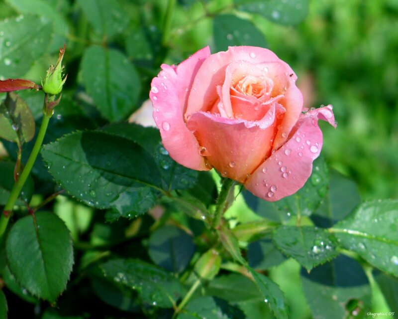 Pink Rose with Water Droplets — Serene, Morning, Photograph, Green Leaves, Bud, Water Droplets