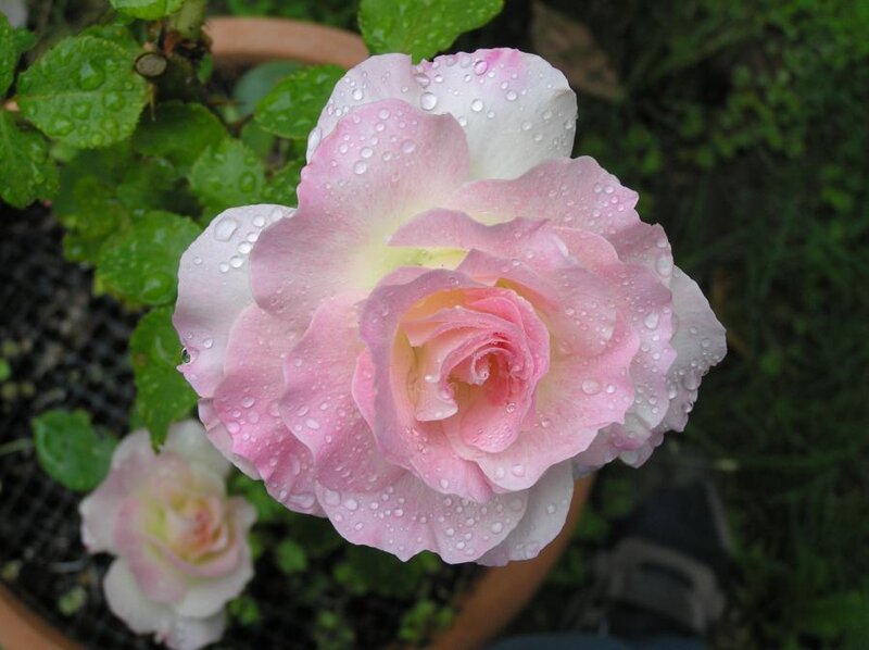 Pink Rose with Water Droplets — Serene, Morning, Photograph, Green Leaves, Flower Pot