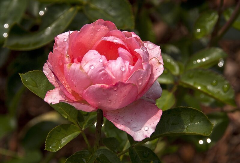 Pink Rose with Water Droplets — Serene, Morning, Photograph, Green Leaves, Water Droplets, Flower