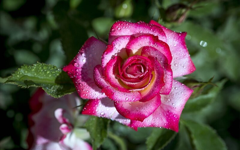 Pink Rose with Water Droplets — Serene, Morning, Photograph, Leaf, Bud, Greenery