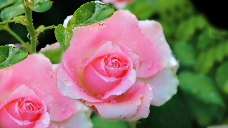 Pink Rose with Water Droplets — Serene, Morning, Photograph, Leaf