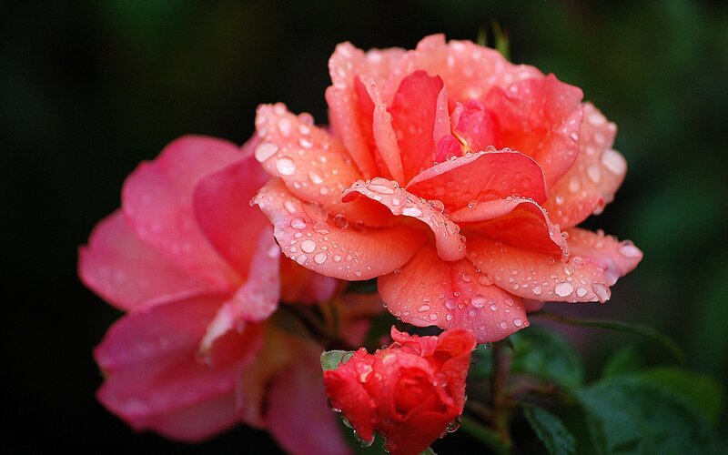 Pink Rose with Water Droplets — Serene, Morning, Photograph