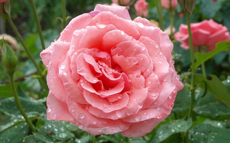 Pink Rose with Water Droplets — Serene, Morning, Photograph, Water Droplets, Green Leaves, Buds