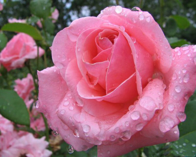 Pink Rose with Water Droplets — Serene, Morning, Photograph, Water Droplets, Green Leaves, Other Roses