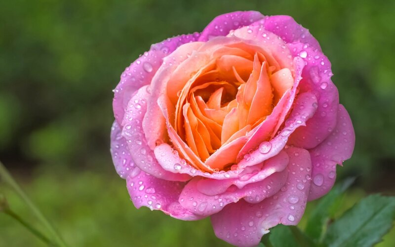 Pink Rose with Water Droplets — Serene, Morning, Photograph, Water Droplets, Green Leaves, Out of Focus Background
