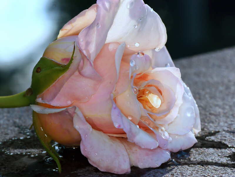 Pink Rose with Water Droplets — Serene, Morning, Photograph, Water Droplets, Green Leaves, Stone Surface