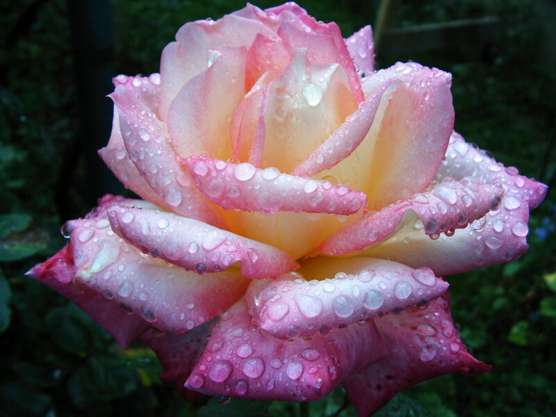 Pink Rose with Water Droplets — Serene, Morning, Photograph, Water Droplets, Green Leaves