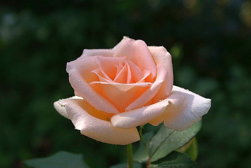 Pink Rose with Water Droplets — Serene, Morning
