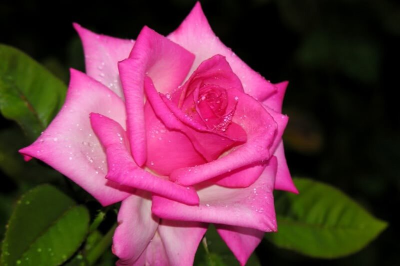 Pink Rose with Water Droplets — Serene, Night, Photograph, Green Leaves