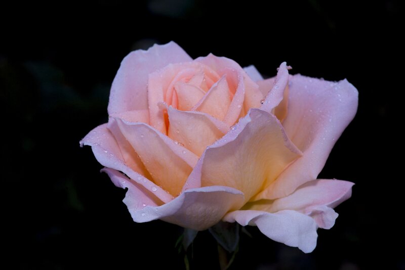 Pink Rose with Water Droplets — Serene, Night, Photograph, Water Droplets
