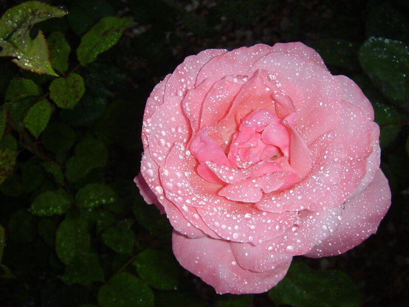 Pink Rose with Water Droplets — Serene, Night