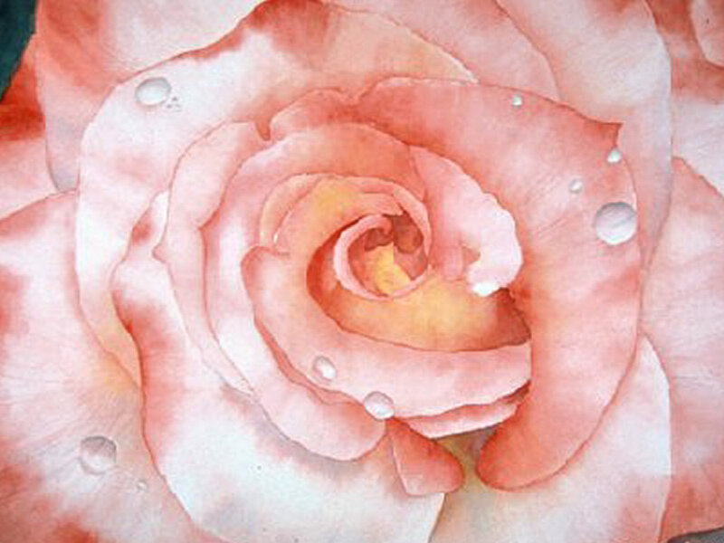Pink Rose with Water Droplets — Serene, Painting