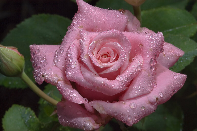 Pink Rose with Water Droplets — Serene, Photograph, Bud, Leaves