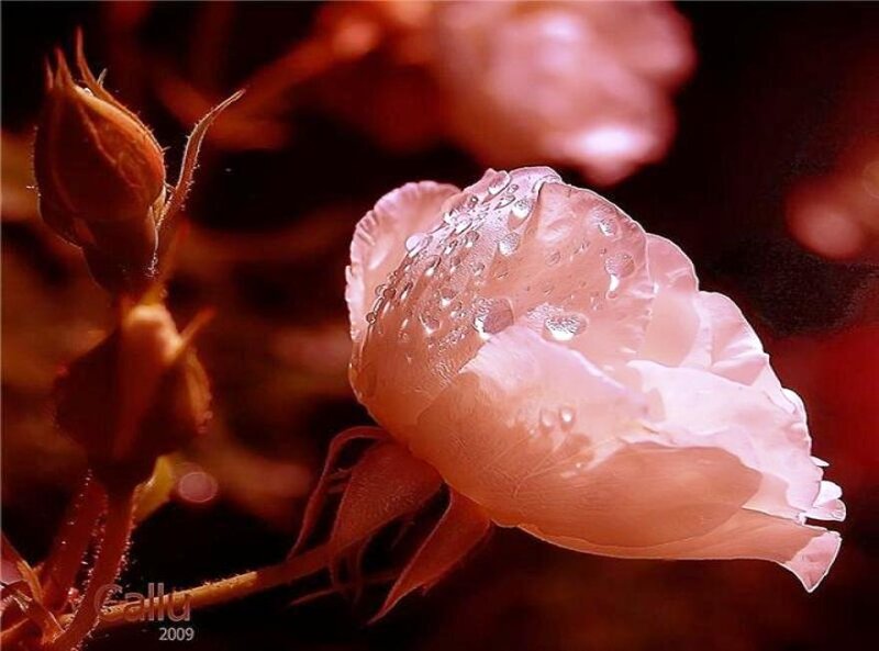 Pink Rose with Water Droplets — Serene, Photograph, Bud, Petals