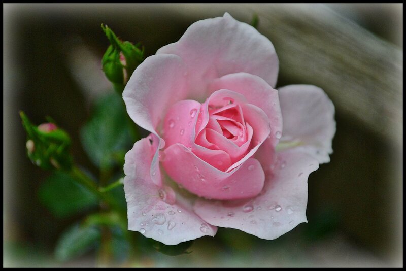 Pink Rose with Water Droplets — Serene, Photograph, Buds, Leaves