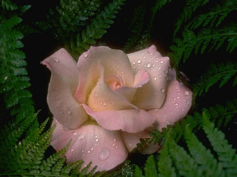 Pink Rose with Water Droplets — Serene, Photograph, Fern
