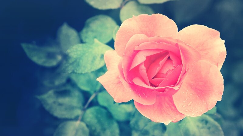 Pink Rose with Water Droplets — Serene, Photograph, Flower, Leaves