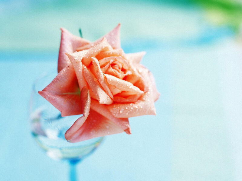Pink Rose with Water Droplets — Serene, Photograph, Glass