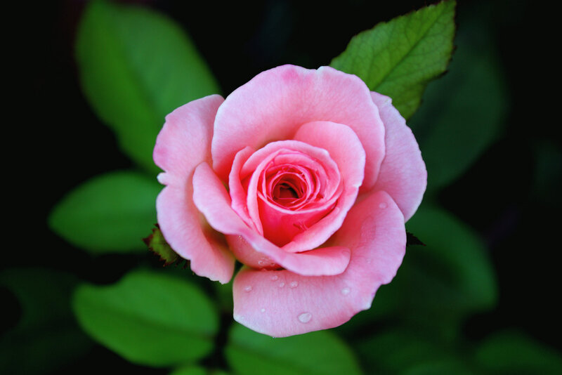 Pink Rose with Water Droplets — Serene, Photograph, Green Leaves