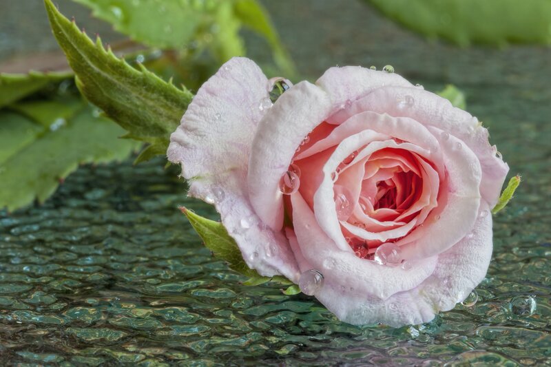 Pink Rose with Water Droplets — Serene, Photograph, Leaf