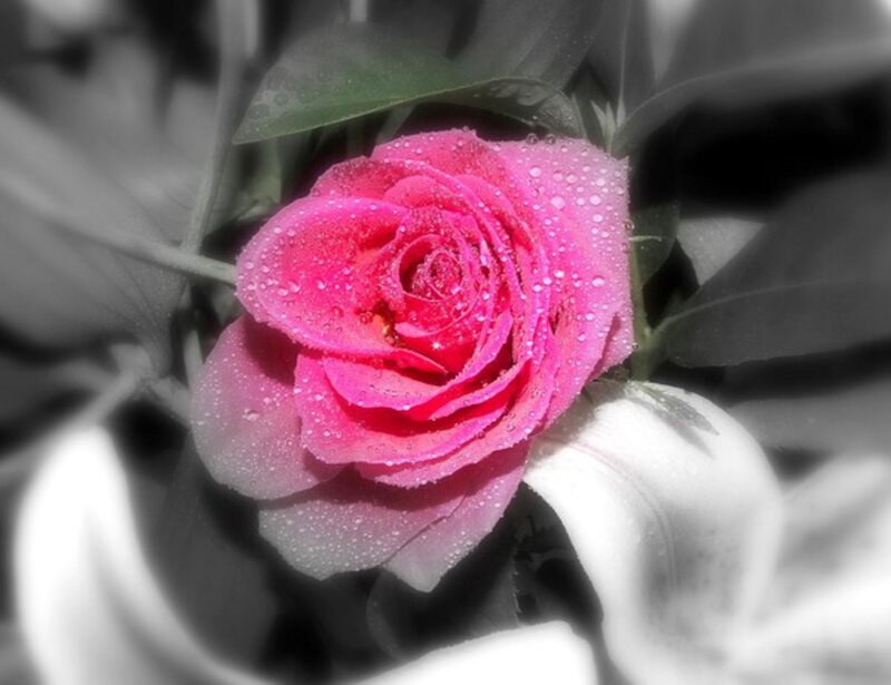 Pink Rose with Water Droplets — Serene, Photograph, Leaves, Petals