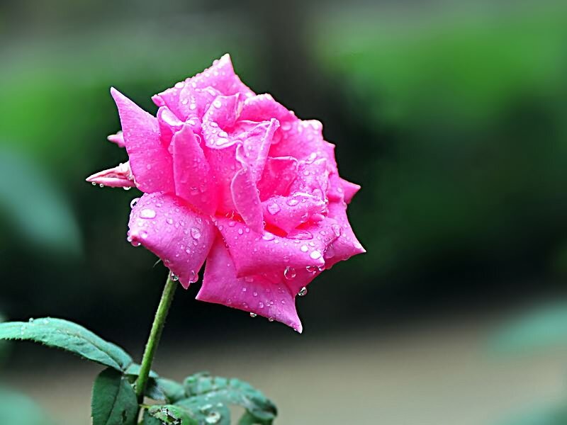 Pink Rose with Water Droplets — Serene, Photograph, Stem