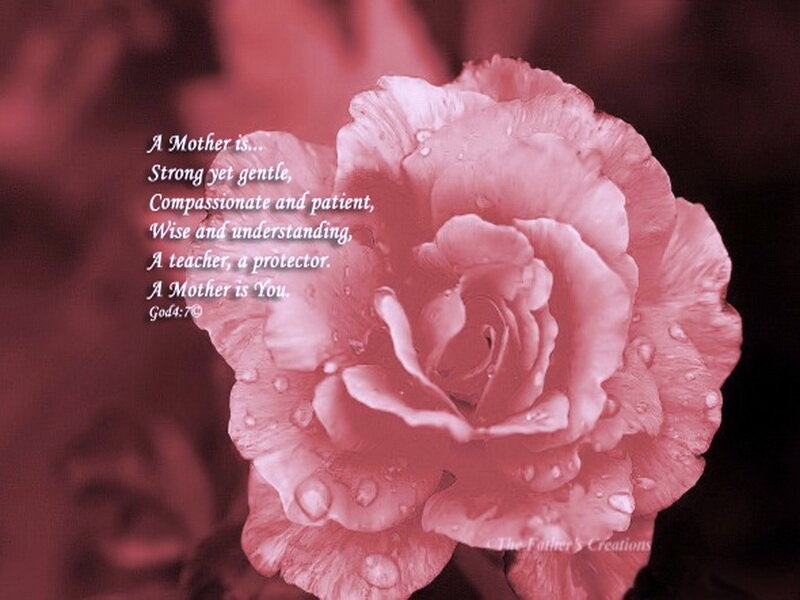 Pink Rose with Water Droplets — Serene, Photograph, Text