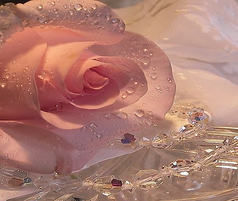 Pink Rose with Water Droplets — Serene, Photograph
