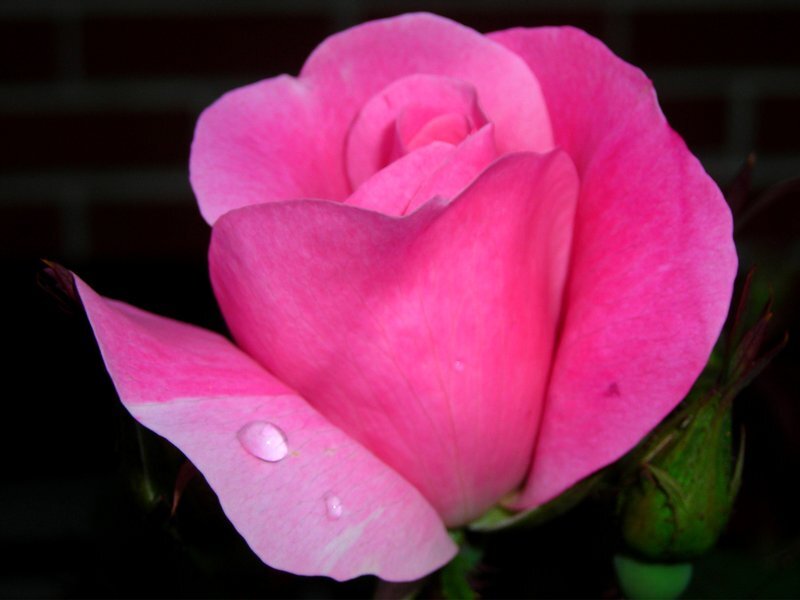 Pink Rose with Water Droplets — Serene, Photograph, Water Droplet