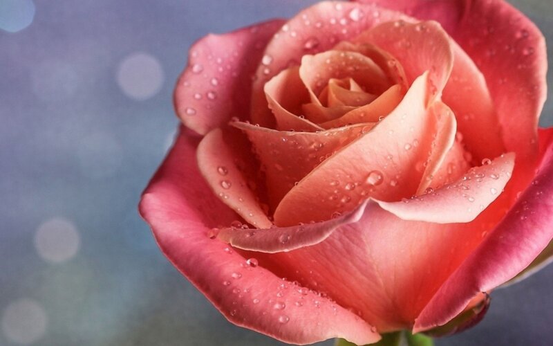 Pink Rose with Water Droplets — Serene, Photograph, Water Droplets, Blurred Background