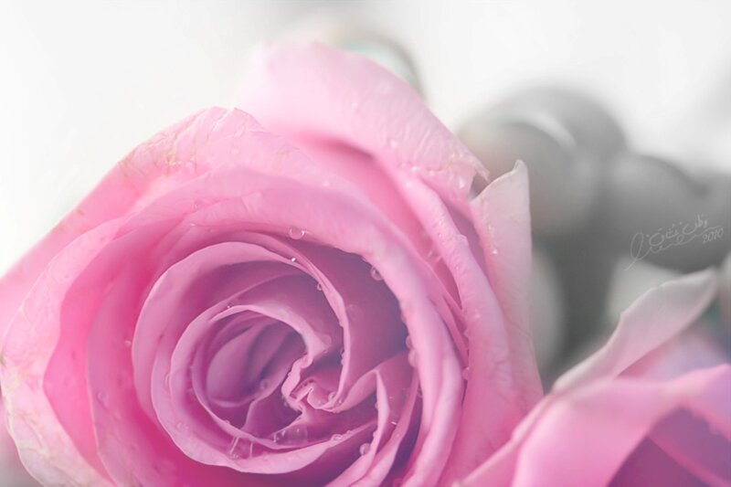 Pink Rose with Water Droplets — Serene, Photograph, Water Droplets, Blurry Background