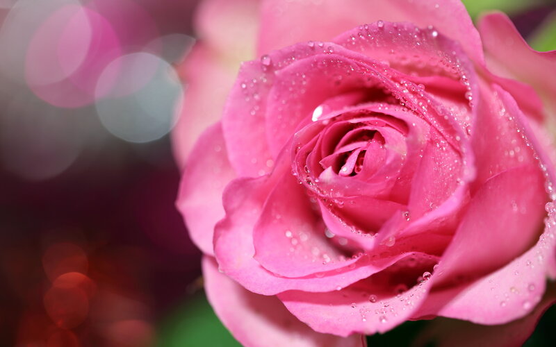 Pink Rose with Water Droplets — Serene, Photograph, Water Droplets, Bokeh