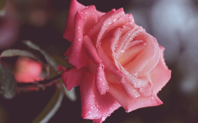 Pink Rose with Water Droplets — Serene, Photograph, Water Droplets, Bud, Leaf