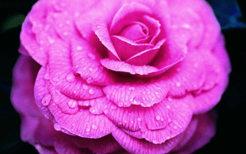 Pink Rose with Water Droplets — Serene, Photograph, Water Droplets, Dark Background, Purple
