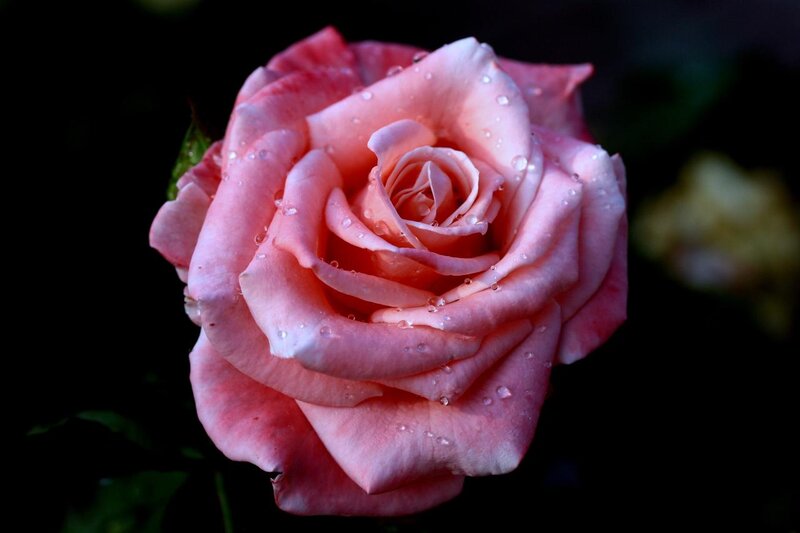 Pink Rose with Water Droplets — Serene, Photograph, Water Droplets, Dark Background
