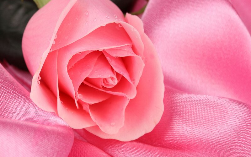 Pink Rose with Water Droplets — Serene, Photograph, Water Droplets, Fabric